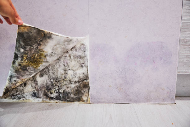 Best DIY Mold Remediation Support Services in Boyne City, MI
